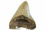 Fossil Megalodon Tooth - North Carolina #161437-2